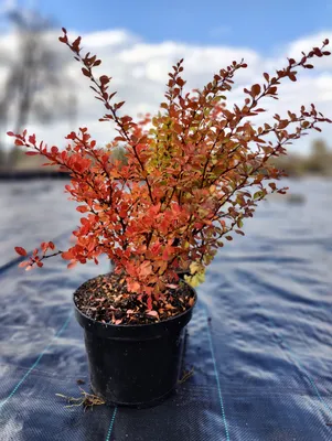 Барбарис тунберга Арлекин Berberis thunbergii Harlequin - купить  декоративные и хвойные растения с доставкой по Украине в магазине Добродар