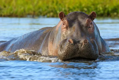 Обыкновенный Бегемот В Воде. Бегемот Обыкновенный (Hippopotamus Amphibius),  Или Бегемот. Африке Фотография, картинки, изображения и сток-фотография без  роялти. Image 94483246