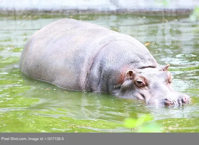 Бегемот в воде Общий бегемот (amphibius бегемота) Стоковое Фото -  изображение насчитывающей река, солнце: 71330382