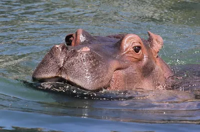 Фотообои «Взгляд бегемота из воды»