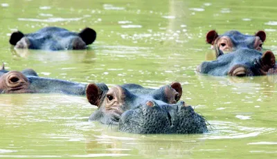 National Geographic - Сегодня Всемирный день бегемота! 🦛 Бегемоты большую  часть времени проводят в воде, поэтому особенности их поведения, физиологии  и генетические связи с другими животными до сих пор мало изучены. Когда-то