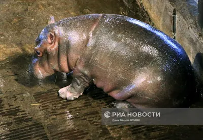 Бегемот - Бегемота (Hippopotamus amphibius) еще называют гиппопотамом.  Живет он в Африке. У бегемота огромное туловище на коротких толстых ногах.  Ноги оканчиваются четырьмя пальцами, одетыми своеобразными копытцами и  соединенными небольшой перепонкой ...