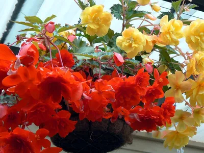 Бегония клубневая махровая (Begonia tuberhybrida)