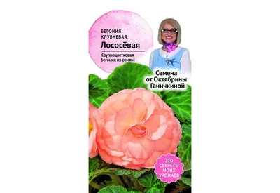 Бегония клубневая AmeriHybrid Picotee Lace Pink (розовый с каймой) 240 руб.  AGRO1369