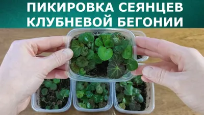 ✓ Семена Бегония клубневая Попурри, смесь, 4шт, Гавриш, Цветочная коллекция  по цене 36 руб. ◈ Большой выбор ◈ Купить по всей России ✓ Интернет-магазин  Гавриш ☎ 8-495-902-77-18