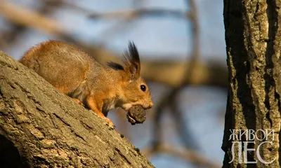 Лесная белочка. Фотограф Стукалова Юлия