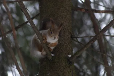 🐿️ Осенняя белочка в Павловском лесу Любите кормить белок? 📸 @pashenichev  | Instagram