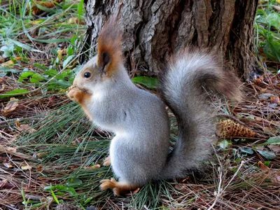 Фото животных: ... эта белочка живет в лесу .... Андрей Брагин. - ANIMAL  PHOTO