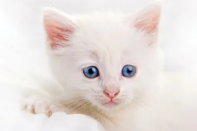Фото белого котенка с голубыми глазами фото