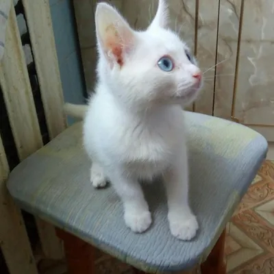 Портрет красивого пушистого белого котенка с голубыми глазами на белом  одеяле. котенок с большими глазами сидит на белом пледе и смотрит в камеру.  | Премиум Фото