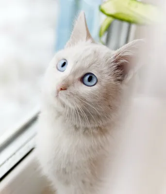 Белый котенок с голубыми глазами - обои для рабочего стола, картинки, фото
