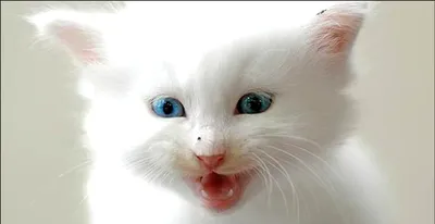 Белые котята с голубыми глазами - красивые фото