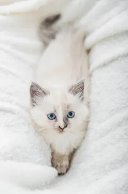 Портрет белого котенка с голубыми глазами. Стоковое Изображение -  изображение насчитывающей мало, отечественно: 32464495