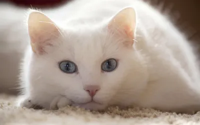 Белый котёнок с голубыми глазами | По праву. Марк Болдырев | Дзен