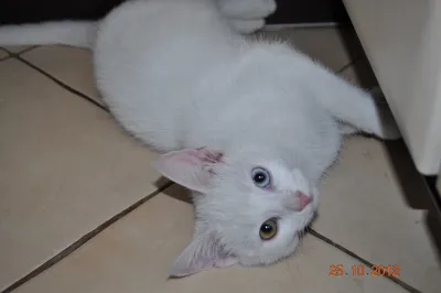Обзор пород: белая кошка с голубыми глазами - Кот, пёс и я