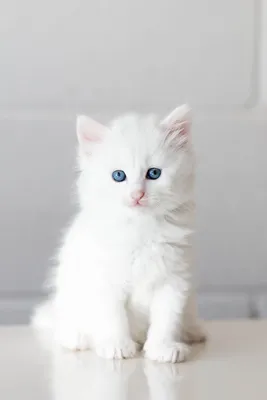 Белый котенок с голубыми глазами на ул. М. Чуйкова, 31 | Pet911.ru