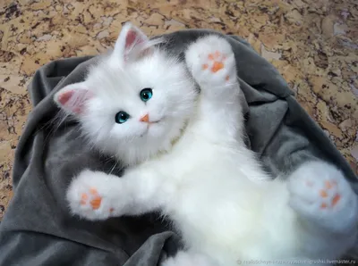 Белые котята с голубыми глазами - 67 фото