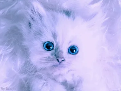 Пушистый котенок улыбака белого цвета…» — создано в Шедевруме