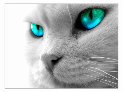 белый котенок с разными глазами в добрые руки