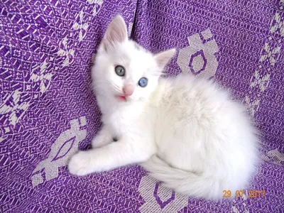 Маленький красивый белый котенок с голубыми глазами Стоковое Фото -  изображение насчитывающей прелестное, изолировано: 101715610