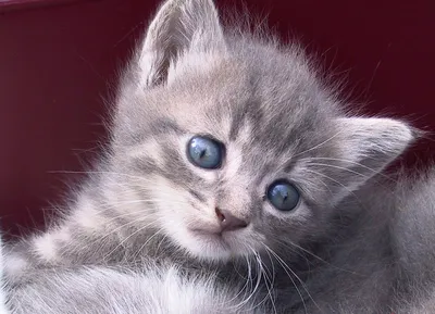 очаровательный белый полосатый котенок с голубыми глазами маленький PNG ,  лапа, виновный, белый PNG рисунок для бесплатной загрузки