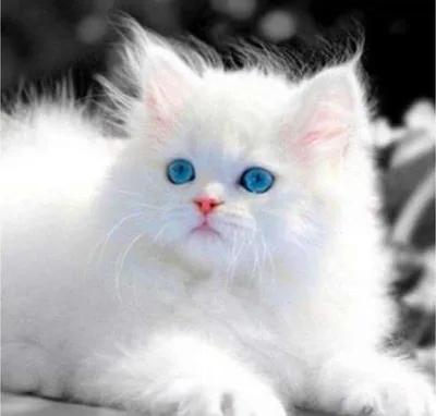 Белый котенок с голубыми глазами Реалистичная игрушка из меха в  интернет-магазине Ярмарка Мастеров по цене 20000 ₽ – PP904BY | Мягкие  игрушки, Бийск - доставка по России
