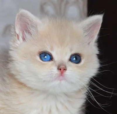 милый котенок в пушистом одеяле с голубыми глазами, чаузи, синий мех,  облака сладкой ваты фон картинки и Фото для бесплатной загрузки