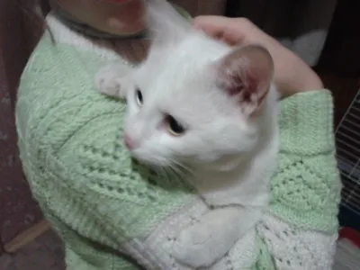 Белый котенок с голубыми глазами. Портрет прекрасного пушистого белого  котенка. Котёнок ребенка кота животного с большими лжи глаз Стоковое  Изображение - изображение насчитывающей внимательная, родословная: 190663749