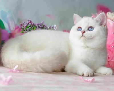 Белый котенок с голубыми глазами и голубыми глазами | Премиум Фото