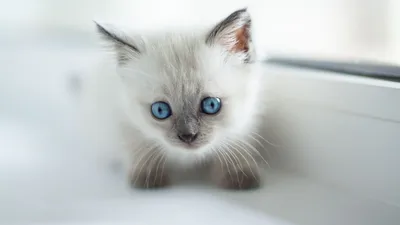 Фото Мордочка пушистого серого котенка с голубыми глазами