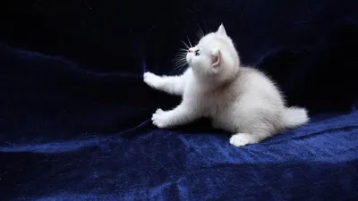 найден белый котенок с разными глазами