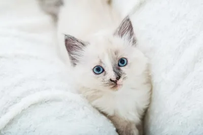 Белый котенок с голубыми глазами Реалистичная игрушка из меха в  интернет-магазине Ярмарка Мастеров по цене 20000 ₽ – PP904RU | Мягкие  игрушки, Бийск - доставка по России
