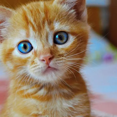 Генетика окрасов кошек для чайников - Мейн-кун котята, коты, кошки в  Ярославле. Питомник мейн-кунов King Size Ярославль