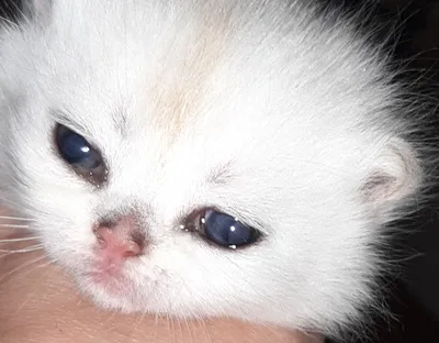 Отдам котенка - кошечку с голубыми глазами в заботливые руки.: Бесплатно -  Кошки Алматы на Olx
