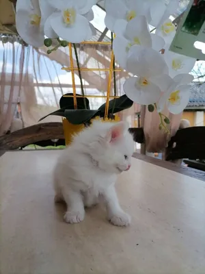 Белый котенок с голубыми глазами - 75 фото