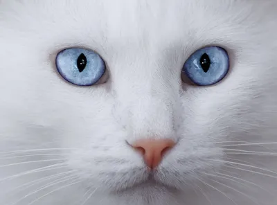 Изображение белого, пушистого котенка …» — создано в Шедевруме
