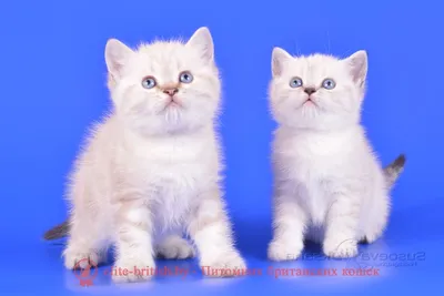 Студийный портрет белого котенка с голубыми глазами на белом фоне | Премиум  Фото