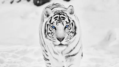 Фото белого тигра на рабочий стол 85 фото