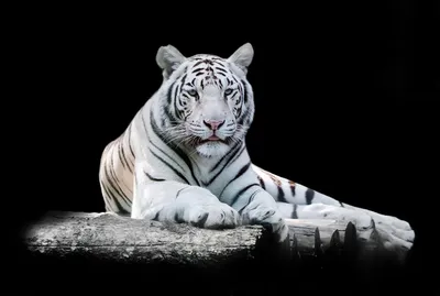 Фотография Тигры белых смотрит Животные на черном фоне