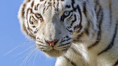 Обои белый тигр, взгляд, хищник, большая кошка, бревно картинки на рабочий  стол, фото скачать бесплатно