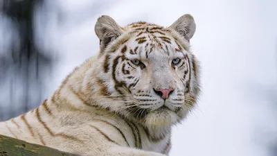 Обои белый тигр, тигр, взгляд, хищник, животное картинки на рабочий стол,  фото скачать бесплатно