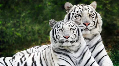 Белые тигры скачать фото обои для рабочего стола