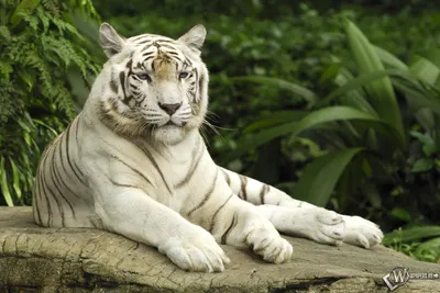 Скачать обои Белый тигр отдыхает (Белый тигр) для рабочего стола 1920х1280  (25:16) бесплатно, Фото Белый тигр отдыхает Белый тигр на рабочий стол. |  WPAPERS.RU (Wallpapers).
