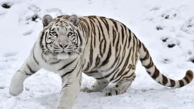 Скачать 1280x720 тигр, альбинос, снег, зима обои, картинки hd, hdv, 720p