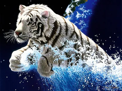 Обои Купание белого тигра, картинки - Обои для рабочего стола Купание белого  тигра фото из альбома: (животные)