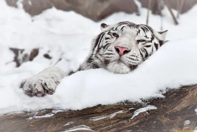 Белый тигр обои - 74 фото
