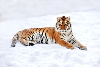 Белый тигр Рабочий стол, китайский тигр, млекопитающее, кошка, как  млекопитающее png | Klipartz