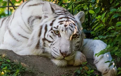 Обои белая тигрица, белый тигр, тигр, хищник, большая кошка картинки на рабочий  стол, фото скачать бесплатно
