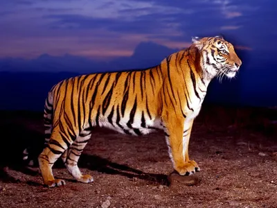 Сибирский тигр Бенгальский тигр Рабочий стол Белый тигр Международный день  тигра, кот, белый, млекопитающее, животные png | PNGWing