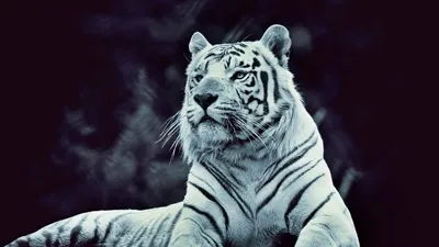 Обои \"Белый Тигр\" на рабочий стол, скачать бесплатно лучшие картинки Белый  Тигр на заставку ПК (компьютера) | mob.org